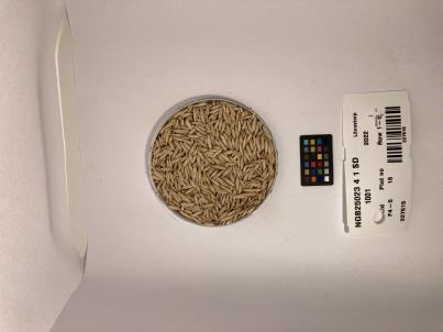 Click for 1 image(s) for this accession. SEED